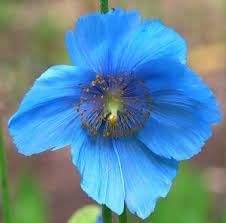 Flower Seeds, Seeds,Seeds For Planting,Plant Seeds