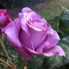 Flower Seeds, Seeds,Seeds For Planting,Plant Seeds