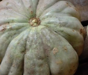 Vegetable Seeds,Garden seeds, Seeds For Planting,Plant Seeds