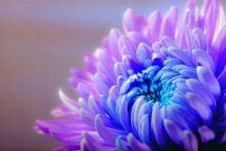 Chrysanthemum Flower Seeds for Planting – Heirloom, Non-GMO, Wildflower Mix Organic Garden Seeds