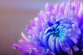 Purple Chrysanthemum Flower Seeds for Planting – Heirloom, Non-GMO, High Germination Organic Garden Seeds