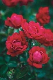 Flower Seeds, Seeds,Seeds For Planting,Plant Seeds