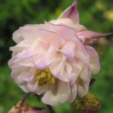 Flower Seeds, Seeds,Seeds For Planting,Plant Seeds