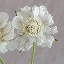 Flower Seeds, Seeds,Seeds For Planting,Plant Seeds
