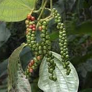Vegetable Seeds,Garden seeds, Seeds For Planting,Plant Seeds