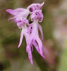 Flower Seeds, Seeds,Seeds For Planting,Plant Seeds