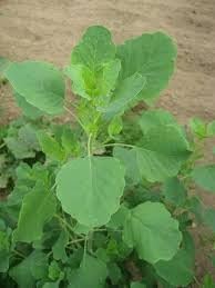 Fruit Seeds,Garden seeds, Seeds For Planting,Plant Seeds