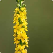 Agrimony Flower Seeds for Planting – Heirloom, Non-GMO, High Germination Sun-Loving Garden Seeds