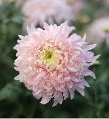 Flower Seeds, Seeds,Seeds For Planting,Plant Seeds