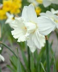 Flower Seeds, Seeds,Seeds For Planting,Plant Seeds