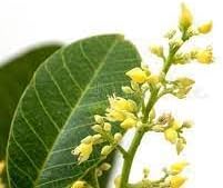 Flower Seeds, Seeds,Seeds For Planting,Plant Seeds