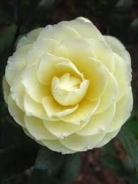 Flower Seeds, Seeds,Seeds For Planting,Plant Seeds