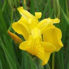 Flower Seeds, Seeds,Seeds For Planting,Plant Seeds