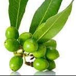 Fruit Seeds,Garden seeds, Seeds For Planting,Plant Seeds