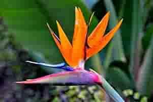 Flower Seeds, Seeds,Seeds For Planting,Plant Seeds