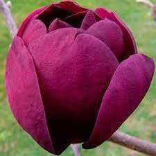 Flower Seeds, Seeds,Seeds For Planting,Plant Seeds