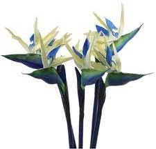 Flower Seeds, Seeds,Seeds For Planting,Plant Seeds