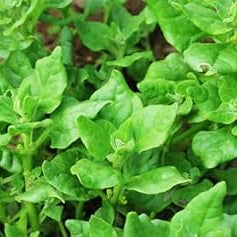 Vegetable Seeds,Garden seeds, Seeds For Planting,Plant Seeds