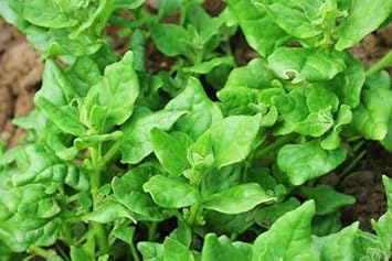 Vegetable Seeds,Garden seeds, Seeds For Planting,Plant Seeds