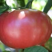 Vegetable Seeds,Garden seeds, Seeds For Planting,Plant Seeds