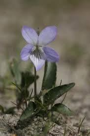 Flower Seeds, Seeds,Seeds For Planting,Plant Seeds