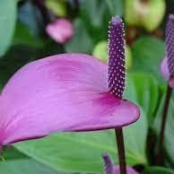 Flower Seeds, Seeds,Seeds For Planting,Plant Seeds