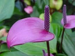 Flower Seeds, Seeds,Seeds For Planting,Plant Seeds