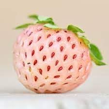 Fruit Seeds,Garden seeds, Seeds For Planting,Plant Seeds