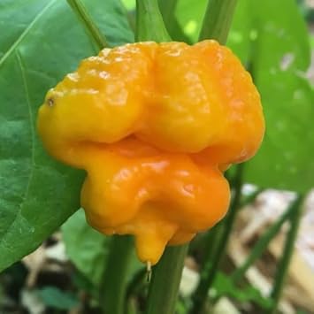 Vegetable Seeds,Garden seeds, Seeds For Planting,Plant Seeds
