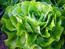 Vegetable Seeds,Garden seeds, Seeds For Planting,Plant Seeds