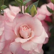 Flower Seeds, Seeds,Seeds For Planting,Plant Seeds