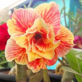 Orange &amp; Yellow Adenium Flower Seeds for Planting – Seasonal Bloomer Heirloom, Non-GMO, High Germination Garden Seeds