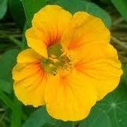 Flower Seeds, Seeds,Seeds For Planting,Plant Seeds