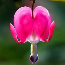 Flower Seeds, Seeds,Seeds For Planting,Plant Seeds