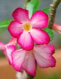 Flower Seeds, Seeds,Seeds For Planting,Plant Seeds