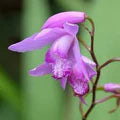 Bletilla Striata Flower Seeds for Planting – Colorful Heirloom, Non-GMO, High Germination Garden Seeds