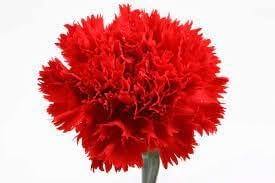 Flower Seeds, Seeds,Seeds For Planting,Plant Seeds