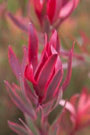 Flower Seeds, Seeds,Seeds For Planting,Plant Seeds