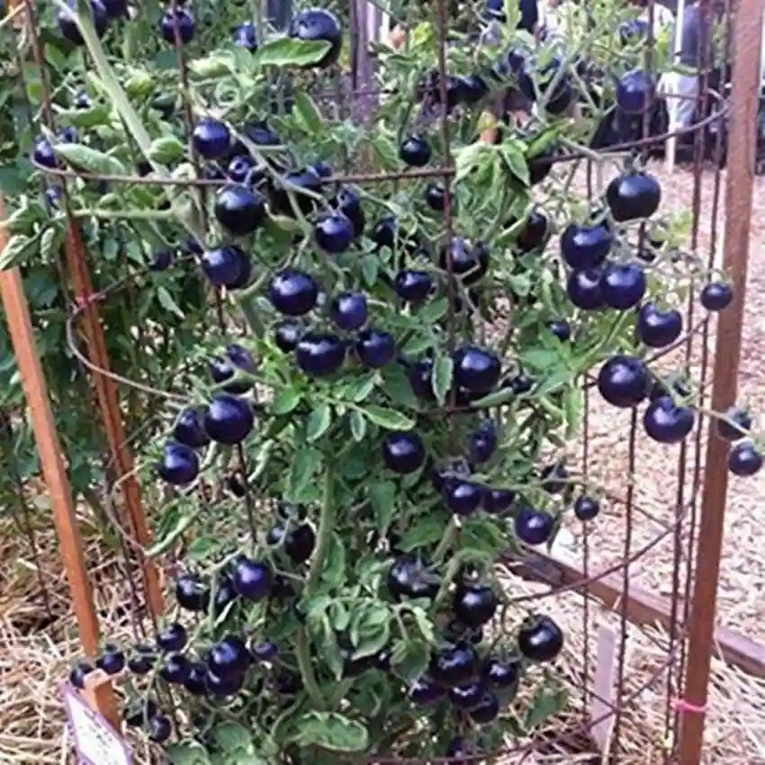 Black Cherry Tomato Seeds for Planting – Heirloom, Non-GMO, Sweet Vegetable Garden Seeds – High Germination