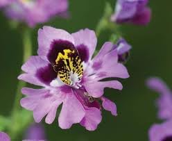 Flower Seeds, Seeds,Seeds For Planting,Plant Seeds