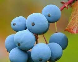 Fruit Seeds,Garden seeds, Seeds For Planting,Plant Seeds