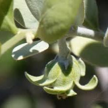 Fruit Seeds,Garden seeds, Seeds For Planting,Plant Seeds