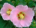 Baby Pink Hibiscus Flower Seeds for Planting – Heirloom, Non-GMO Long-Bloom Organic Garden Seeds