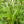 Vegetable Seeds,Garden seeds, Seeds For Planting,Plant Seeds