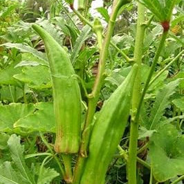Vegetable Seeds,Garden seeds, Seeds For Planting,Plant Seeds