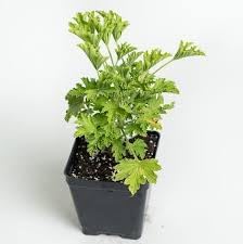 Flower Seeds, Seeds,Seeds For Planting,Plant Seeds