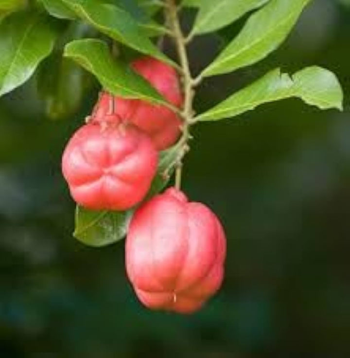 Ackee Fruit Seeds for Garden Planting – Heirloom Non-GMO High Germination Organic Garden Seeds