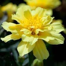 Flower Seeds, Seeds,Seeds For Planting,Plant Seeds