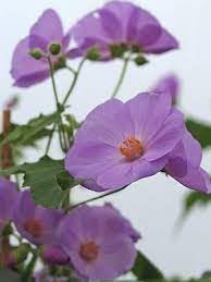 Flower Seeds, Seeds,Seeds For Planting,Plant Seeds