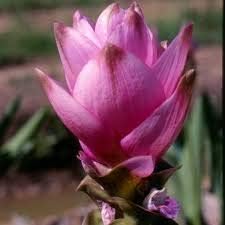 Flower Seeds, Seeds,Seeds For Planting,Plant Seeds